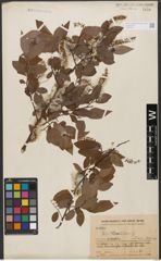 Foto von Salix wilsonii Seemen